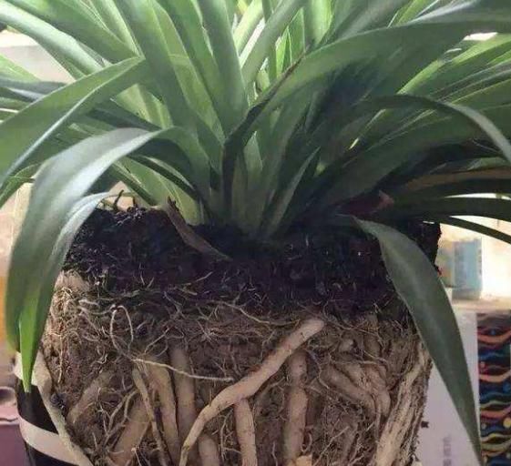  土壤进行：这“3种”植物，1年就要“换1次”土，不然土壤都会被“吃光”！