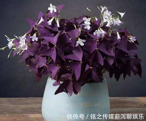 漂亮@4款花“随便养”,一年开花200天,漂亮优雅,养在阳台轻松爆满盆