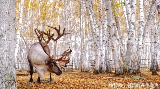 呼伦贝尔的秋天，美的太高级
