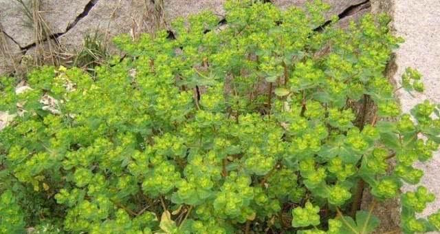 农村有种野草叫黄金叶，从前不受农民待见，如今却发现其价值珍贵