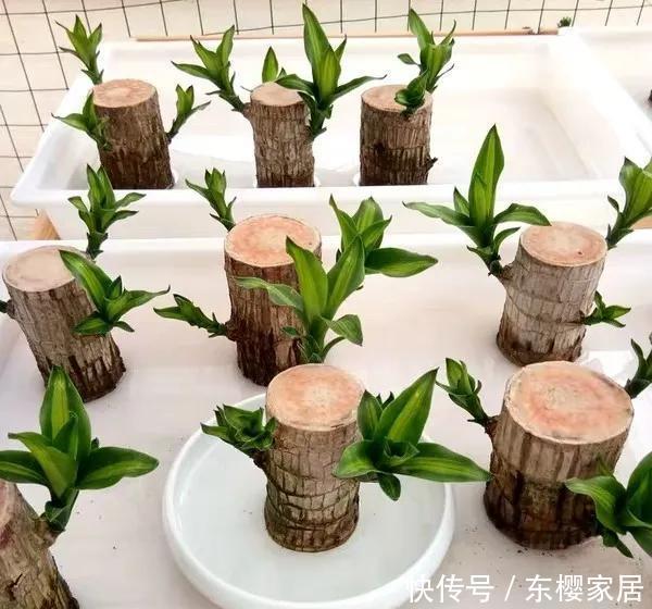 #试试#养不好的花,试试无土水培,几天长出大白根,还能开花呢!