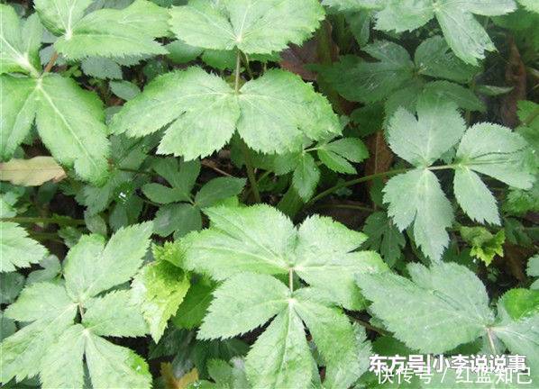 农村山沟里的野草，农民叫“鸭脚草”，15元斤，可惜少人知道