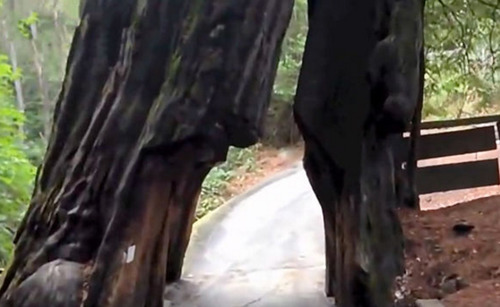 世界最长寿的树，活了1000年被美国人挖洞，200年后肠子都