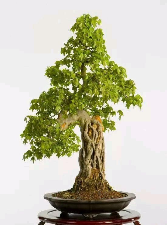 60例盆景树种，总有属于你的那棵（建议收藏）