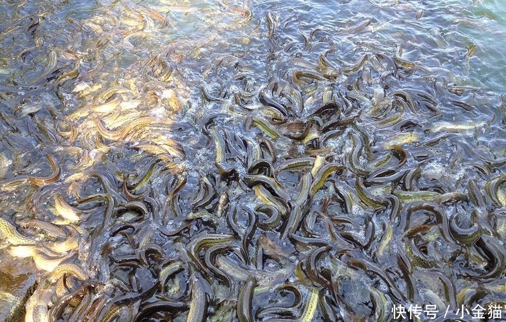 农民兄弟注意了: 在农村的这8种养殖骗局, 又活跃了起来 , 已有不