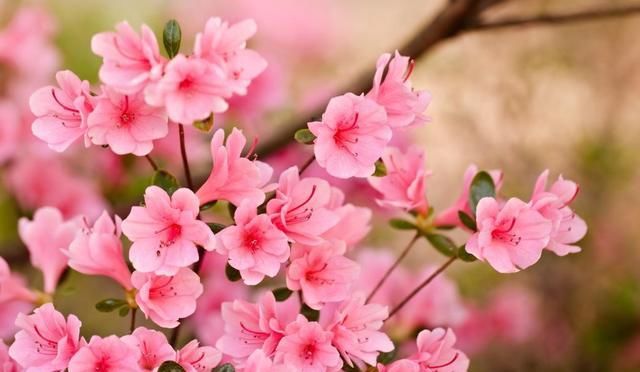  「艳丽」养护“杜鹃花”，做对这3个方法，枝叶繁茂花色艳丽讨人爱