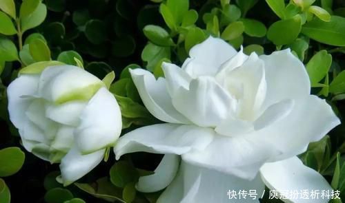  [栀子花]最厉害的养花营养液：给栀子花喝一勺，叶片翠绿，花开满枝头！