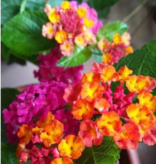 居家:居家就养此款花卉,不闻不问,花开爆盆美如花,养在家中香飘满屋