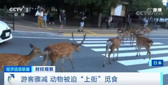  【韩国酒店】宣布关闭！国内一行业龙头企业轰然倒下！