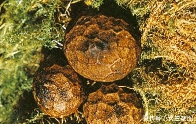  「灰包菌」这种稀罕物，在大地出现多年，价值不是一般高，极为