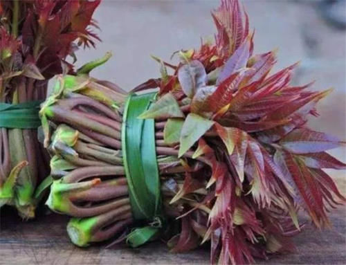  [收购]有人去农村收购“香椿皮”，价格高达60元一斤，为何这么