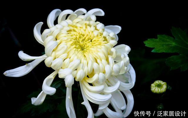  [阳台上]“阳台”养什么花卉好？能选择的很多，但此3点“硬道理”是基础