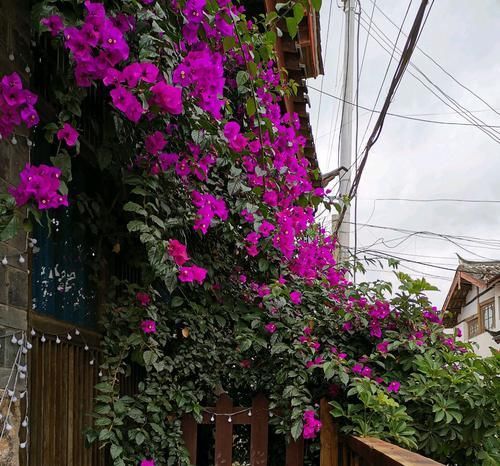  「催花」养三角梅我就服开挂区，不用催花，栽上不用管一样的能开花爆盆