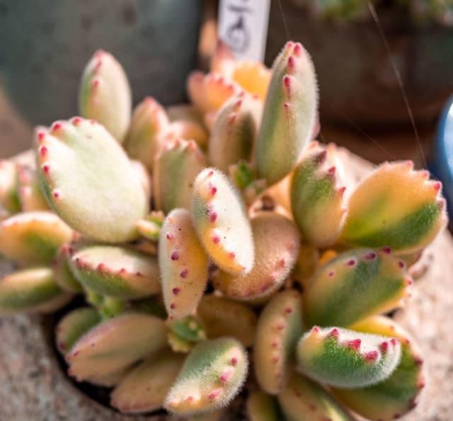  #叶片#这个时候熊童子生长关键期，注意不好这几点，就等着养死吧
