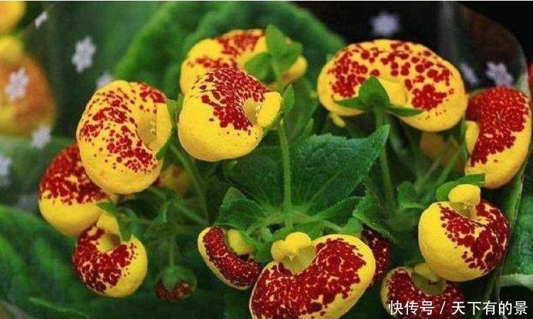  #开花#4种花适合新手养，不用费心，好养又好看，一开就是300天