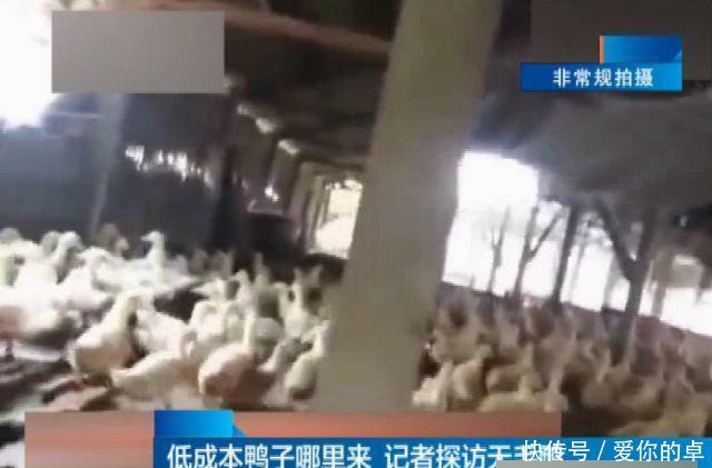 安徽惊现“无毛鸭”， 一斤仅卖3元， 养殖户自己都不吃