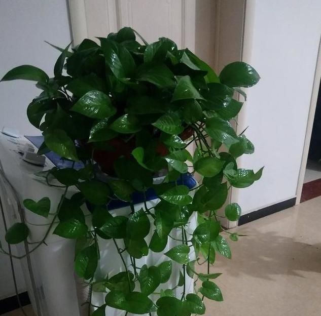  『小妙』确定给兰花是否浇透水的小妙招,兰花浇水的方式你是否知道