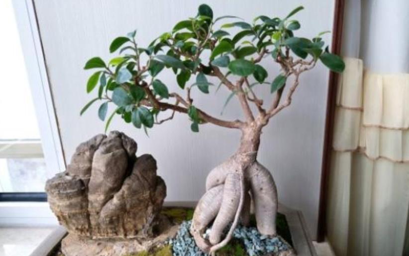 #椰糠栽培#盆景人参榕,哗哗掉叶子?教你4步,枝叶繁茂美回来