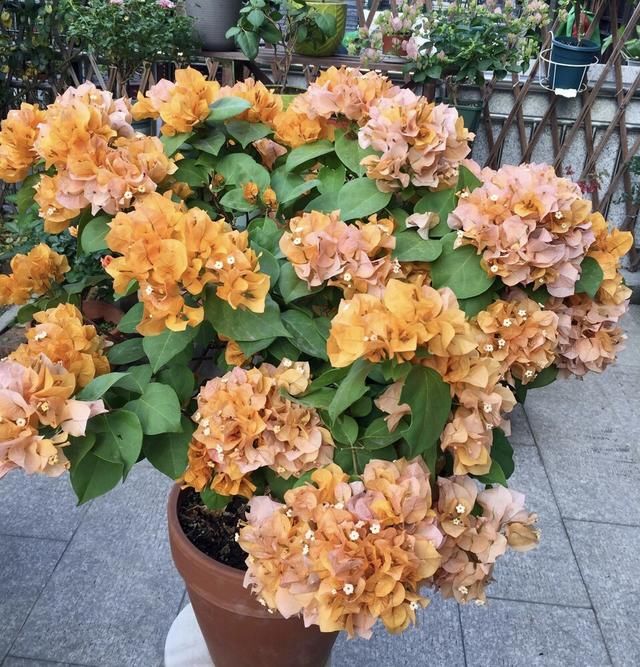  #植株#三角梅1朵都不开，叶子嗖嗖冒？赶紧用3招，15天就开花