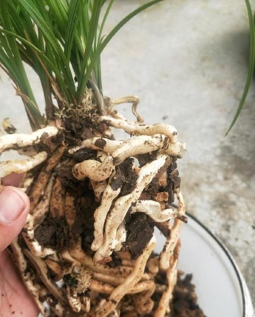  【盆土】兰花看着不爽，那就分苗分盆吧，一盆变三盆，盆土消毒方式一绝