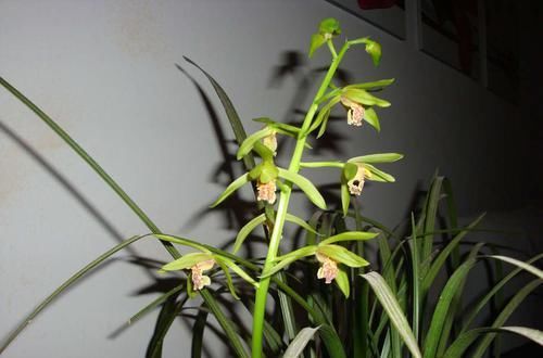  [花芽分化]蕙兰到底要不要低温春化？我的观点有些不一样，接受讨论