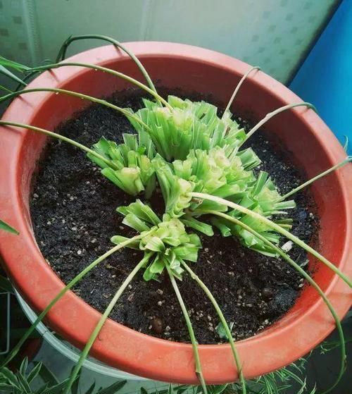 【铜钱草】3种花不怕剃秃头,乱七八糟一通剪,30天后迎来第二春