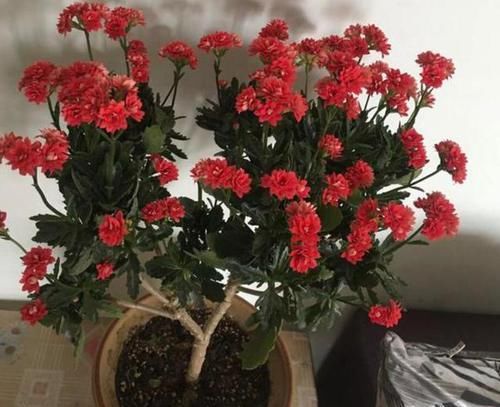 「温度」家里的盆栽天竺葵长得小,那就在4方面做手脚,蹭蹭长出2米高
