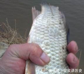【小药】用什么小药!春钓鲤鱼就加它,成本忽略不计,抛竿个把小时准有效