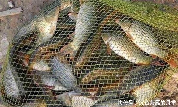 「惊蛰」惊蛰过后开始钓大鱼,几个自制饵料配方,通杀鲫草鲤!