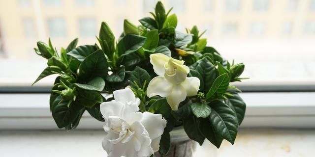  「花苞」3月养栀子花，2个动作不能少，花苞冒不停