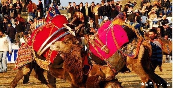 全世界仅有1400万只，渴不死饿不死，却被人类烤着吃