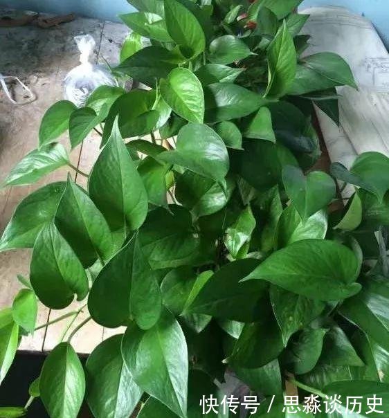 『发财树』10米长的绿萝,阳台放不下了,看看他是怎么养的吧