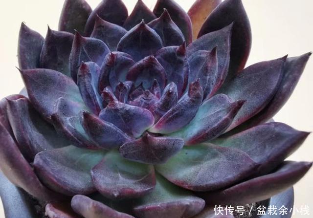  「旺盛」春天让多肉淋几场雨，越长越旺盛，但这些最好别淋，容易生病虫害