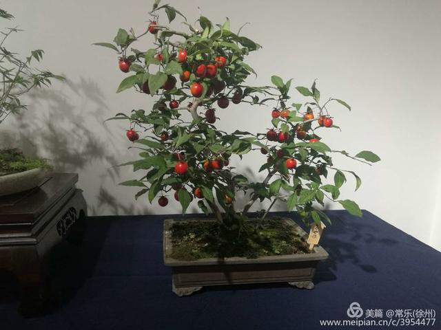  #盆协#徐州收藏家协会(盆景协会和铁路盆协)回龙窝微型盆景