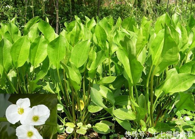 种野生植物@这种植物看起来似美人蕉,喜生于水中,全株有毒但又可入药