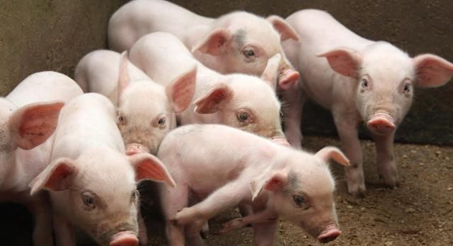 2019年底猪价走势如何？还能吃上平价猪肉吗？看看专家怎么说