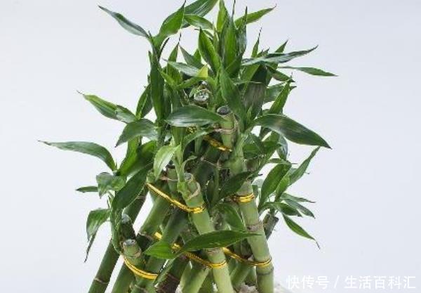 『虎皮兰』这3种花,不仅自带“金贵”,还能去霉运迎财运,每种都有好兆头