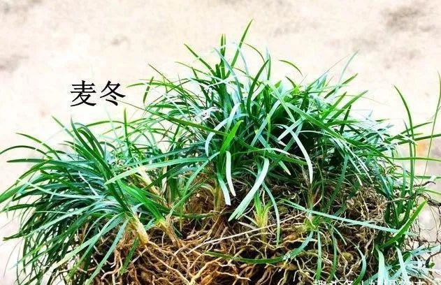  「植物」兰花、菖蒲、麦冬，三种最容易混淆的植物，知道这些就不会买错