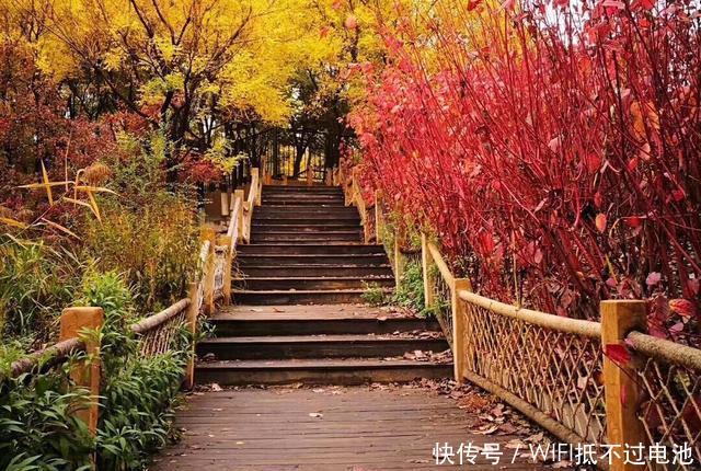 北京现最该去的景点: 面积超万亩, 美成了金色童话! 还不收费