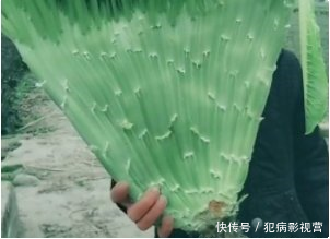 老农去自家田里挖莴笋，觉得底部怪怪的，小心扒出之后不淡定了！