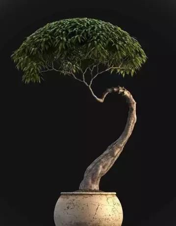 盆景展 ,美美美 !