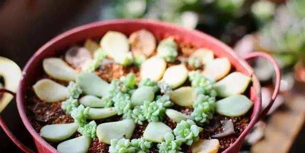  『植物』叶片肥厚多汁，多肉肉嘟嘟爱不释手，具体的叶插方法你会吗？