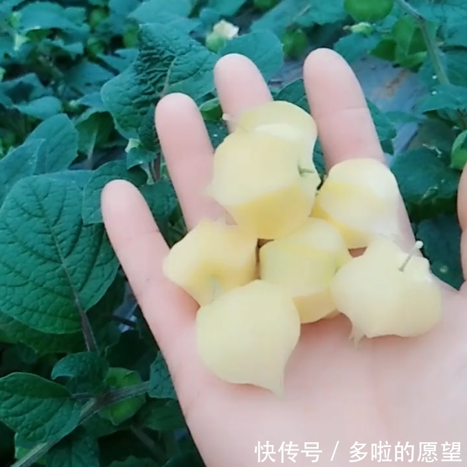 小时候常当零食吃的“它”而今80元一斤，农民靠种它年赚几十万！