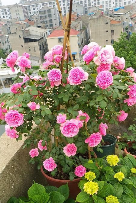  『家里』这几种花很适合家里养，开花美寓意好，越养日子越过越红火