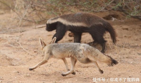 「南非」南非狐夫妇为护幼仔不惧蜜獾,狭路相逢勇者胜,平头哥怂了!