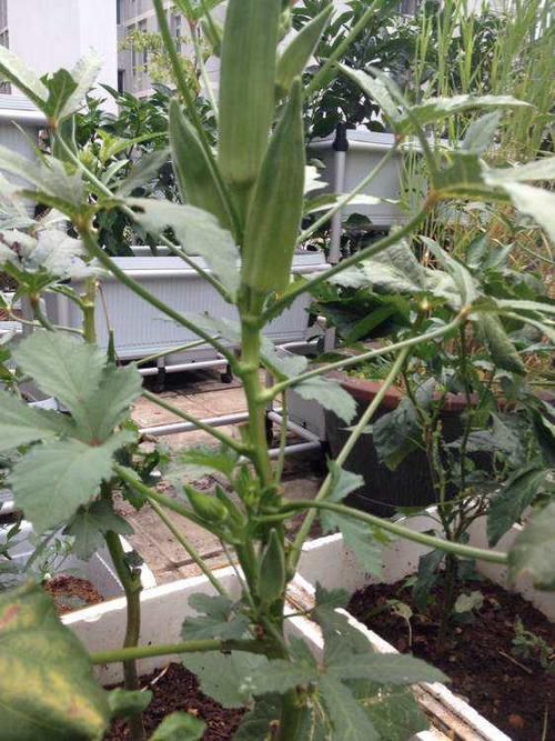  「能供」阳台种菜，用泡沫箱就行，都能供一家人吃了
