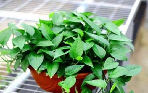  『不到』新手养绿萝，土培处理好5个细节，不到半年蹭蹭窜出2、3米