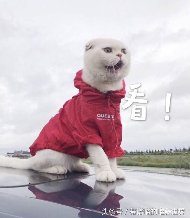 刘二豆再次复出澄清谣言，牵动了多少人心？