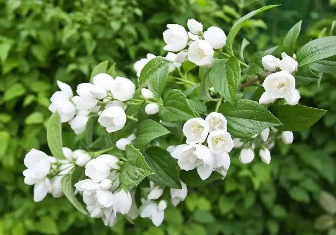  『艾草』蚊子最讨厌这4种“花”，现在养一盆，夏天来了正好驱蚊