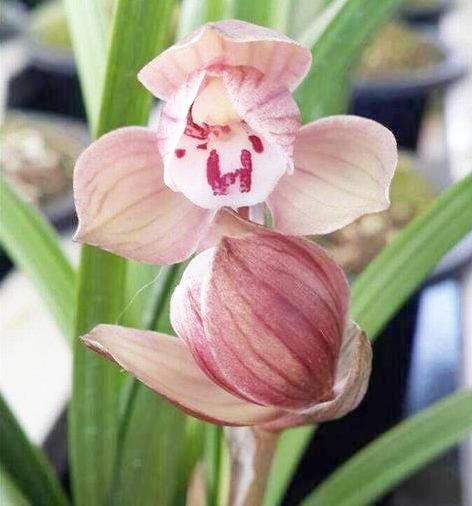 #艳丽#曾千金一苗的兰花,现在白菜价,花色艳丽,大刘海舌,性价比高。